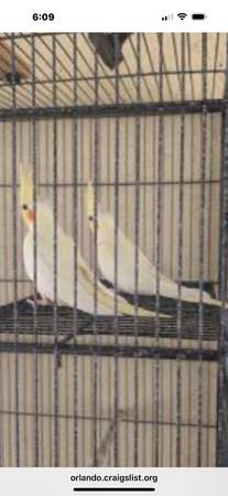 2 lutino Cockatiels 1