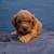 Cavapoos 11 thumbnail