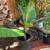 Bird of Paradise Plant 7 thumbnail
