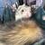 Two male ferrets and four story cage 3 thumbnail