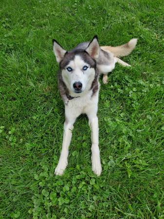 Gorgeous Siberian Husky (girl) Needs Forever Home63844233974913121