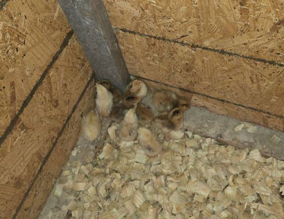 Day old Rhode Island red chicks. 1