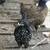 Ameraucanas * Easter Olive Eggers * Rhode Island Reds * Pullets Chicken Layers 14 thumbnail