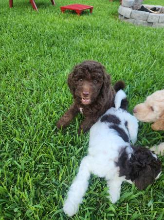 Standard Poodle Puppies (Lamarque)63774332229123121