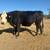 Cow/cattle/steer 2 thumbnail