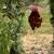 FREE Rooster 3 thumbnail