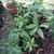 Avocado & mango plants for sale 3 thumbnail