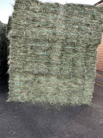 Orchard grass hay 1