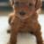labrador puppy labradoodle red 2 thumbnail
