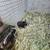 Skinny Pigs (Hairless Guinea Pigs) 18 thumbnail
