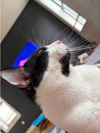 1 year old male (Yonkers)