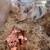 Yorkshire Hampshire piglets pigs pig 4 thumbnail