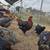 French Black Copper Marans Roosters 10 thumbnail