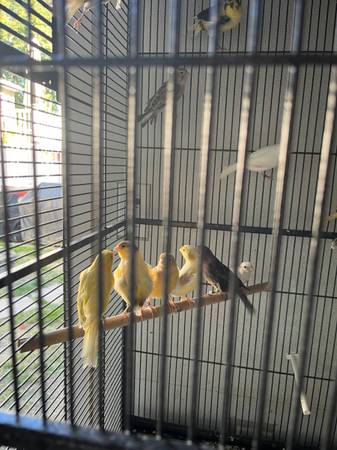 Rehoming Canaries, green singers, Mules63931429886083123