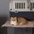 Nice and sweet golden Scottish fold girl kitty cat 1 thumbnail
