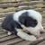 Blue Merle & Red Merle Border Collie Pups 4 thumbnail