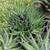 Zebra Plant Succulent Haworthia Landscaping Outdoor Indoor Succulents 5 thumbnail