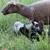 Sheep 10 thumbnail