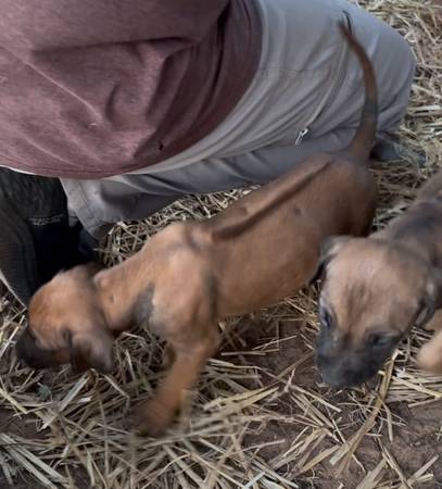 Cachorros de Rhodesian Ridgeback (condado de Seminole)63976603840130121
