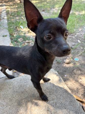 Chihuahua mix (San Antonio)63372774504451121