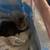 Free kitty 1 thumbnail