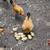 Nankin Bantam Hens and Roosters 4 thumbnail