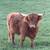 Highland cows 6 thumbnail
