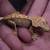 Crested Geckos 12 thumbnail