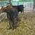cows 2 thumbnail