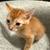 5 free kittens ready for their forever home 1 thumbnail