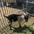 Goat male 3 thumbnail