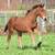 Pair of big Friesian draft cross fillies by KFPS Friesian Stallion 1 thumbnail
