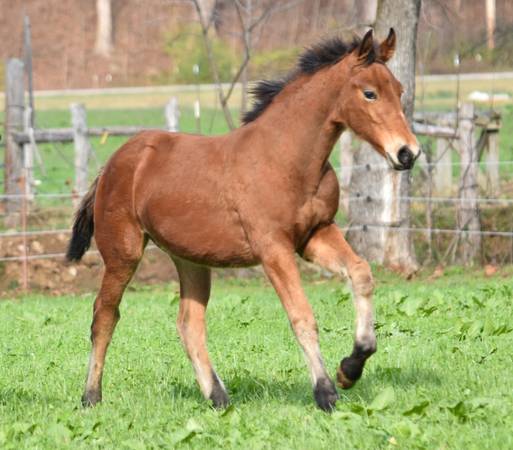 Pair of big Friesian draft cross fillies by KFPS Friesian Stallion 1