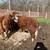 Bred mini herefords 3 thumbnail
