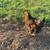 Chicken 3 thumbnail