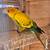 Sun conure. 1 thumbnail