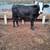 Heifers becerros 1 thumbnail