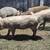 Hogs 1 thumbnail
