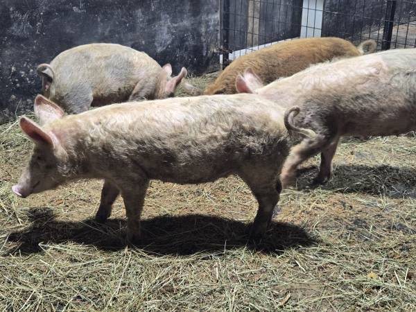 Hogs 1