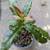 Mickey Mouse - Ochna Serrulata Seedling 2 thumbnail