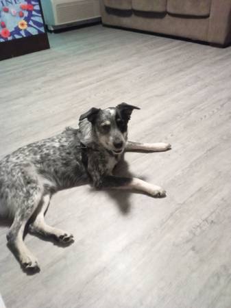 1 yr old Queensland heeler (Roseville)63679341804033121