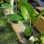Elephant ear  plants 2 thumbnail