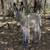 Donkeys 2 thumbnail