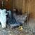 Bantam hens 7 thumbnail