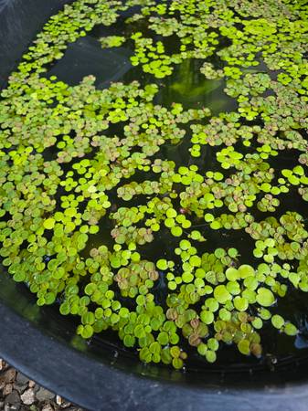 Red Root Floating Plants and Tiger Amazon Frogbits for sale 1