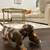 Dachshund miniatureDOGs 1 thumbnail