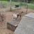 Pygmy baby goats 13 thumbnail