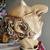 4 Bakery Restaurant Chef Statue Sculpture Art Set Bundle Lot 5 thumbnail