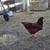 Chickens 5 thumbnail