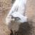 Nanny goats an doeling all four together 2 thumbnail